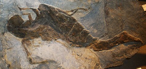 Fòssil de J. rhenaniae a la Fira de Minerals de Múnic