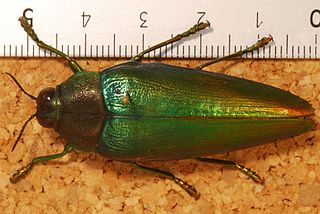 <i>Chrysaspis</i> (beetle) Genus of beetles