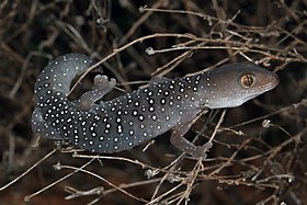 Jewelled Gecko (Strophurus elderi) (9391007062).jpg