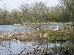 Joe's Pond Rainton Meadows Doğa Koruma Alanı - geograph.org.uk - 156950.jpg