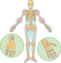 Vignette pour Articulation (anatomie)