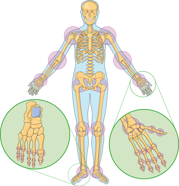 File:Joints 1 -- Smart-Servier.png