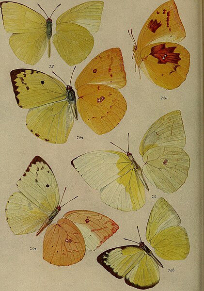 File:Journal of the Bombay Natural History Society (1913) (14586659070).jpg