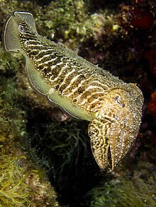 The white spots and bands on this cuttlefish are produced by leucophores. Kalamar.jpg