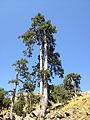 Pinus nigra, n'esempi ëd conìfera