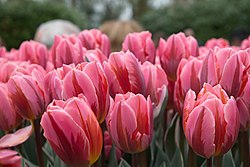 Keukenhof 2018 DSC 0059.jpg