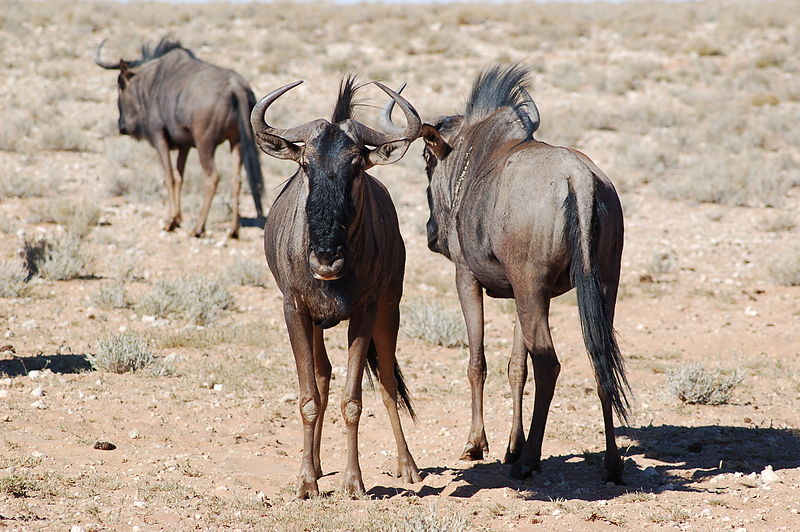 File:Kgalagadi National Park, South Africa (3186894831).jpg