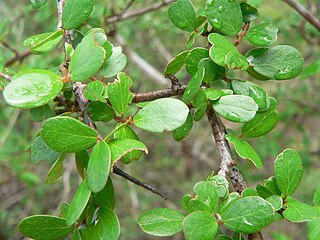 <i>Khaya madagascariensis</i> Species of flowering plant