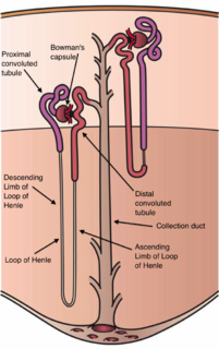 Nephron Microscopic structural and functional unit of the kidney.