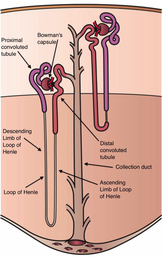 Sketch and Label 'Structure of Nephron'. - Biology | Shaalaa.com