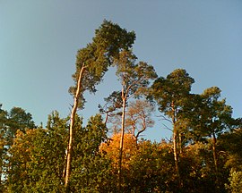 Pinewood in Bavaria