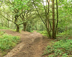 Sydney Forest Park - geograph.org.inggris - 495791.jpg