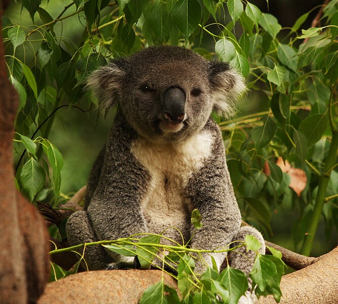 File:Koala Bear.jpg