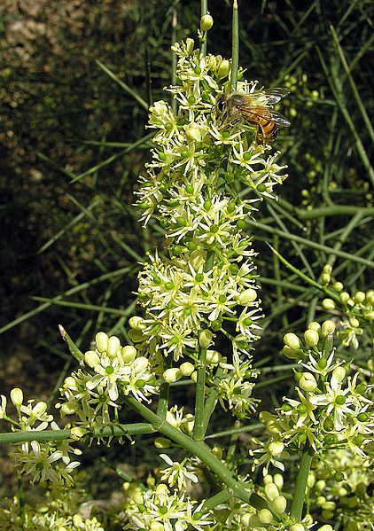 File:Koeberlinia spinosa, the Crucifixion Thorn (10584228396).jpg