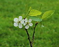 Tere bloemen van het krentenboompje (Amelanchier).