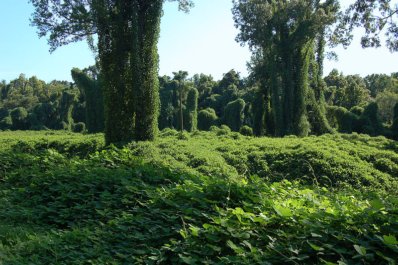 File:Kudzu field horz1.JPG