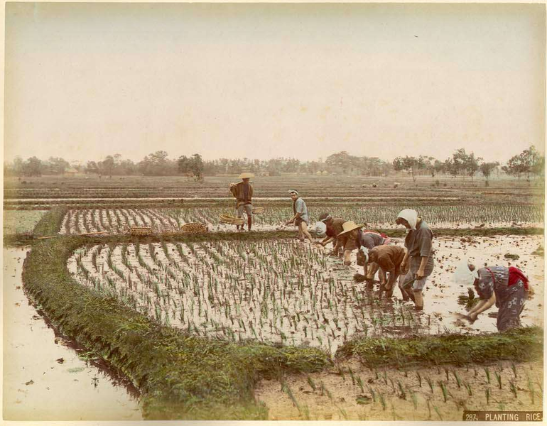 File:Kusakabe Kimbei - 287 Planting Rice.png