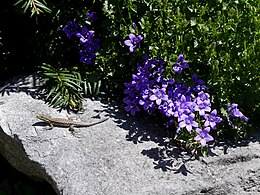 En phase d'héliothermie à proximité de Campanules, près de Chambéry (Savoie, avril 2020).