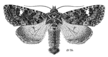 Meterana meyricci illustrated by Des Helmore LEPI Noctuidae Meterana meyricci.png