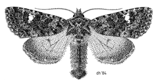 <i>Meterana meyricci</i> Species of moth