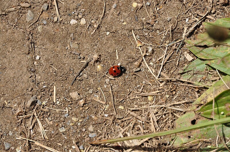 File:Ladybird near Holbyn's Cove (6159).jpg