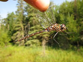 Somatochlora cingulata