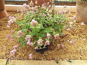 Lamiales - Origanum amanum - 1.jpg