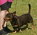 Lancashire Heeler, liver & tan