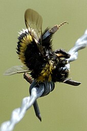 Bumblebee (Bombus lucorum or B. terrestris) stuck on barbed wire in a great grey shrike's "larder" Lanius.excubitor5.-.lindsey.jpg