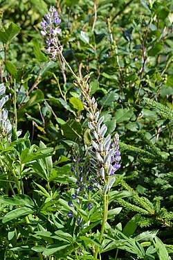 Large-leaved Lupine (Lupinus polyphyllus)