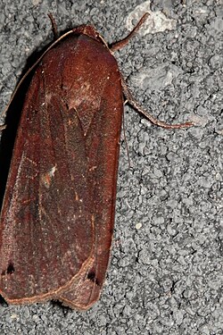 Large Yellow Underwing (Noctua pronuba)