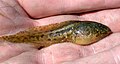 Larva of Edible frog.jpg