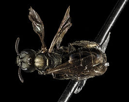 Lasioglossum lilliputense