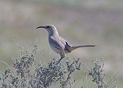 Le Conte's Thrasher Carrizo Plain.jpg