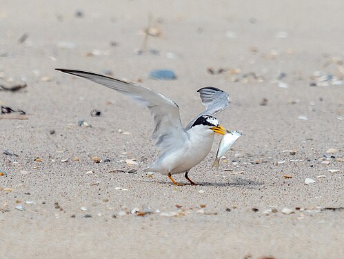 Least tern with a fish in Quogue, New York