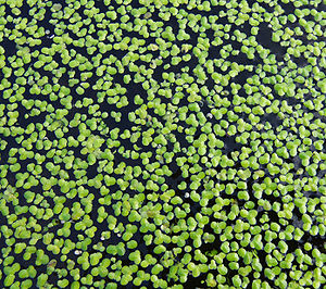 Lesser duckweed (Lemna minor)