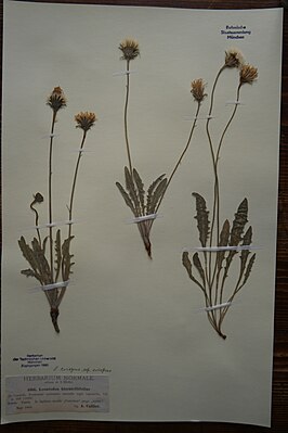 Herbarium evidence, Crimean leg.Collier May 1900