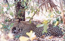 A leopard on the border between Guinea and Senegal Leopard Senegal.jpg