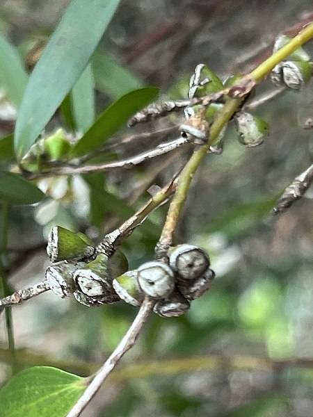 File:Leptospermum luehmannii fruit.jpg