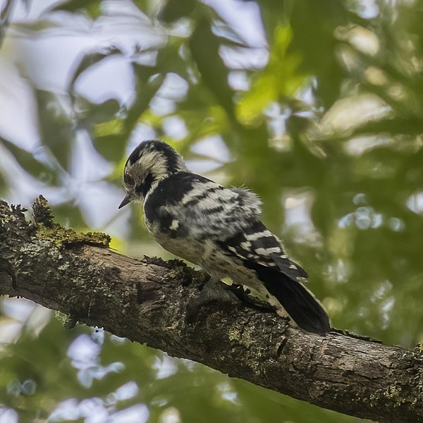 File:Lesser-spotted woodpecker (Dryobates minor hortorum) female.jpg