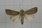 Leucania loreyi – Specimen