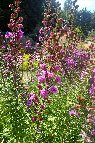 <i>Liatris scariosa</i> Species of plant in the genus Liatris