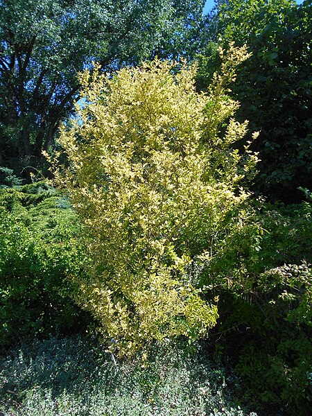 File:Ligustrum ovalifolium Aureum 2018-07-09 4552.jpg