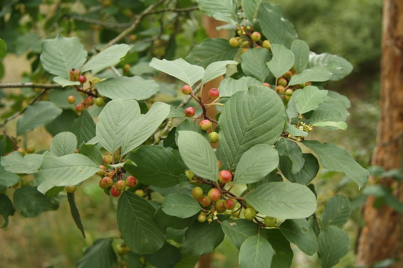 File:Ligustrum vulgare fruits in Nature reservation U Jezera near Mohelno, Třebíč District.jpg