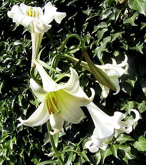 Philippines lily (Lilium philippinense)