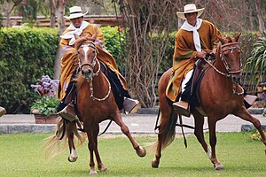 Cavalls Peruans de Pas