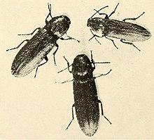 Limonius californicus 3 adults.jpg