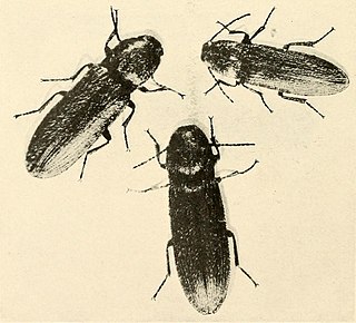 <i>Limonius californicus</i> Species of beetle