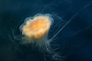 Lion's mane jellyfish, bell expanded