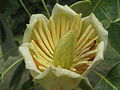 Liriodendron tulipifera